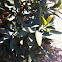 California bay laurel