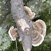 Turkey-tail mushroom complex