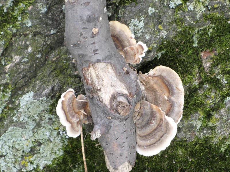 Turkey-tail mushroom complex