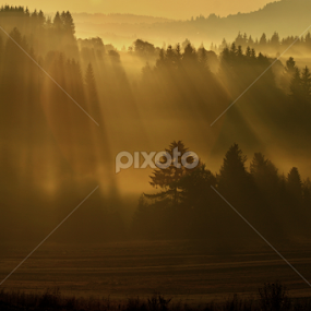 rays of the sun by Katka Kozáková - Landscapes Forests