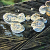 Resupinate fungus