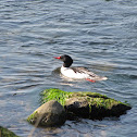 Common Merganser