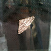 Half-Wing Moth