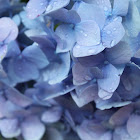 Hydrangea