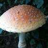 American Eastern Yellow Fly Agaric