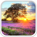 Cover Image of Download Perfect Sunset Live Wallpaper 4.0 APK
