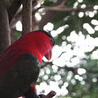 Black-capped Lory