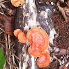 Cinnabar red polypore