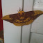 Imperial Moth