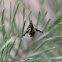 Large Bee-fly
