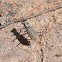 Small Tiger Beetle