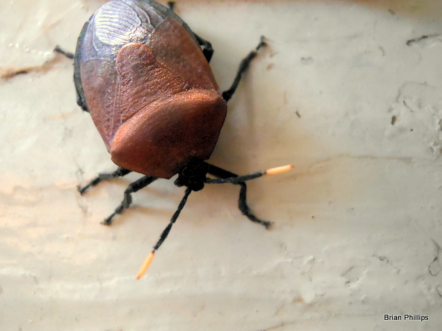 shield bug