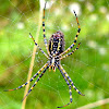 Banded Argiope and web