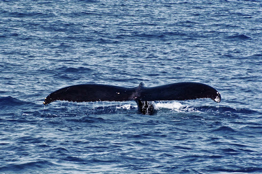whale-tail-off-Hawaii - The peak season for whale watching in Hawaii stretches from January to early April.