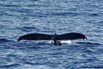 The peak season for whale watching in Hawaii stretches from January to early April.