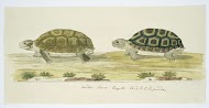 Homopus areolatus (Common padloper tortoise)