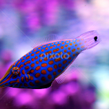 Blue and Orange Fish by Jose Matutina -  