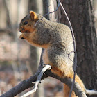 fox squirrel