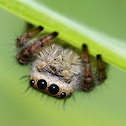 8spot jumping spider
