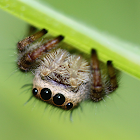 8spot jumping spider