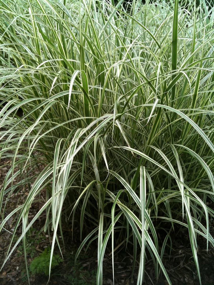 Ornamental Grass Project Noah