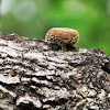Hairy trumpet fungus