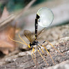giant ichneumon wasp