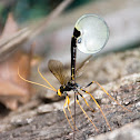giant ichneumon wasp