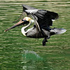 Brown Pelican