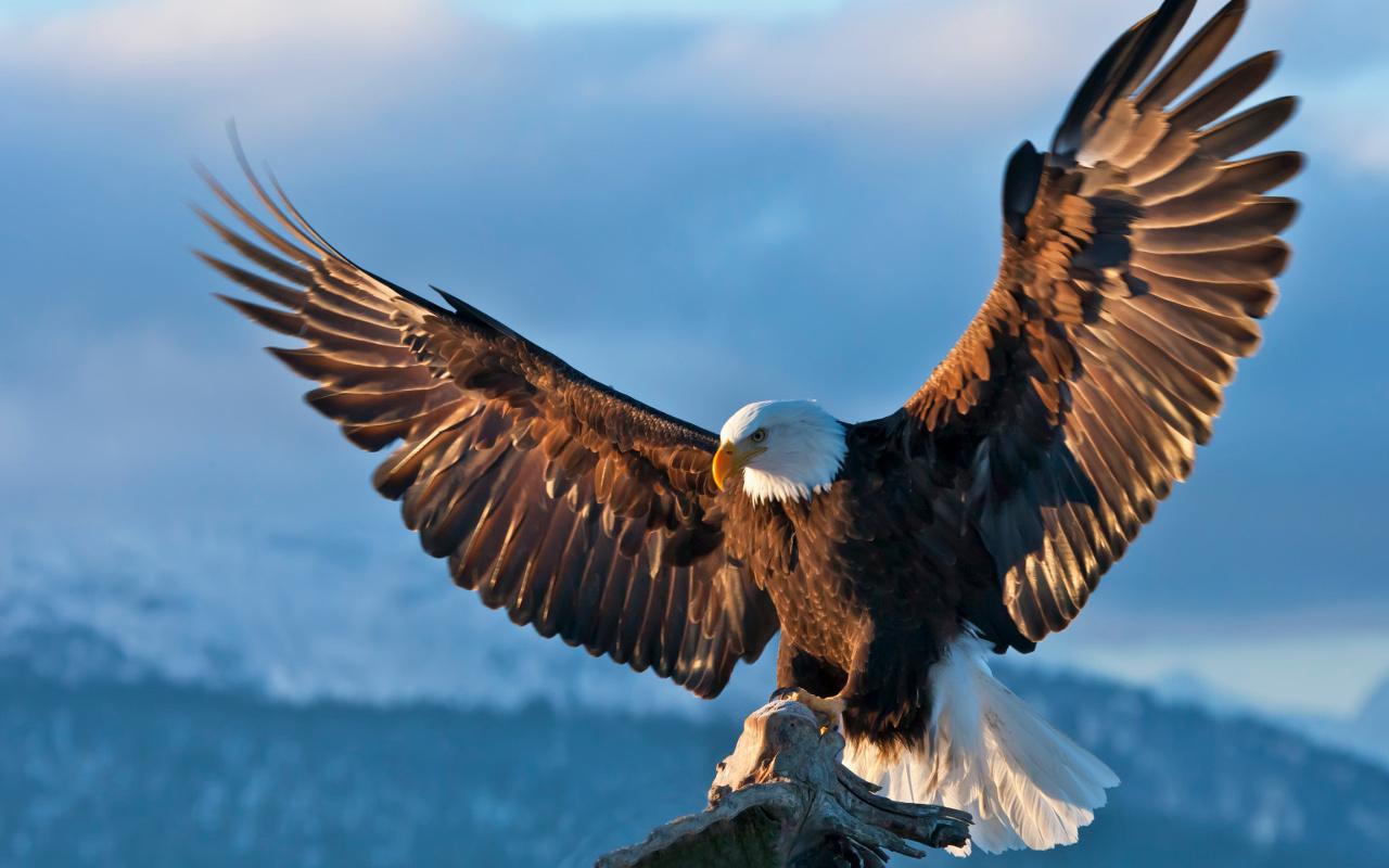 Eagle Live Wallpaper Android Apps On Google Play