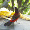 Crimson-backed Tanager