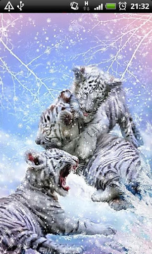 White Bengal Tigers LWP
