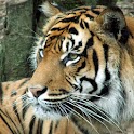 Tiger Puzzles logo