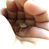 Moorish Gecko (juvenile)