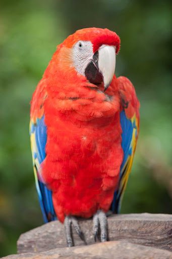 Playa-del-Carmen-Xcaret-bird - Xcaret, a park south of Cancun, features a wild bird aviary.