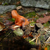Rote Wegschnecke, European Red Slug