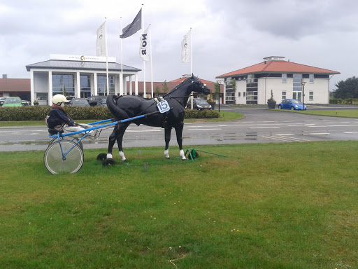 Race Horse at Billund Trav