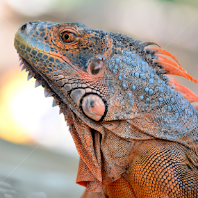 by Ajar Setiadi - Animals Reptiles