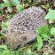 Hedgehog  (Ouriço-cacheiro)