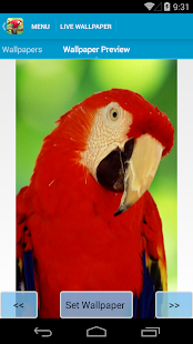 Amazing Parrots Wallpapers Screenshots 2