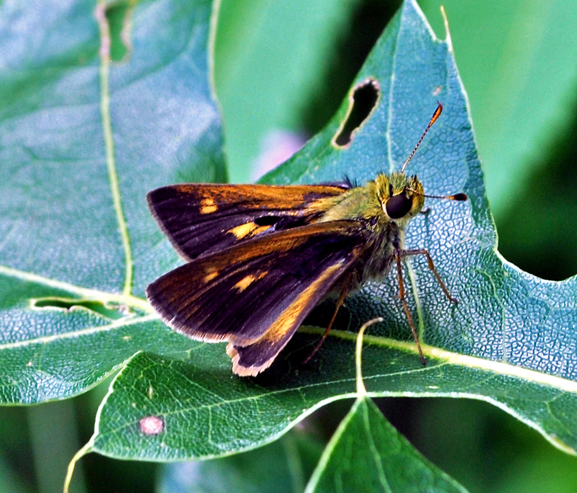 Tawny-Edged Skipper