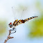 Marl pennant (female)