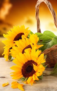 How to mod Sunflower Live Wallpaper lastet apk for laptop