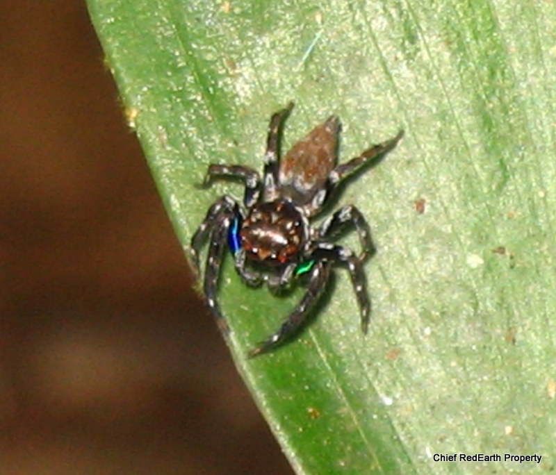 blue and green colored  jumpingspider