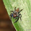 blue and green colored  jumpingspider