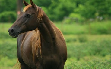 Moving Horses HD Live Wall Fre