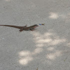 Spotted Whiptail