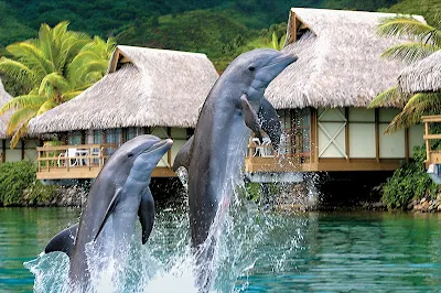 Take in the Moorea Dolphin Center during a Paul Gauguin cruise.