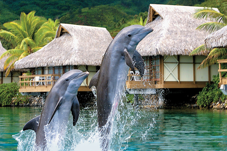 Take in the Moorea Dolphin Center during a Paul Gauguin cruise.