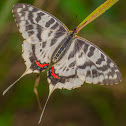 Dragon Swallowtail